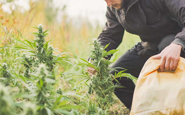 Темнота перед харвестом