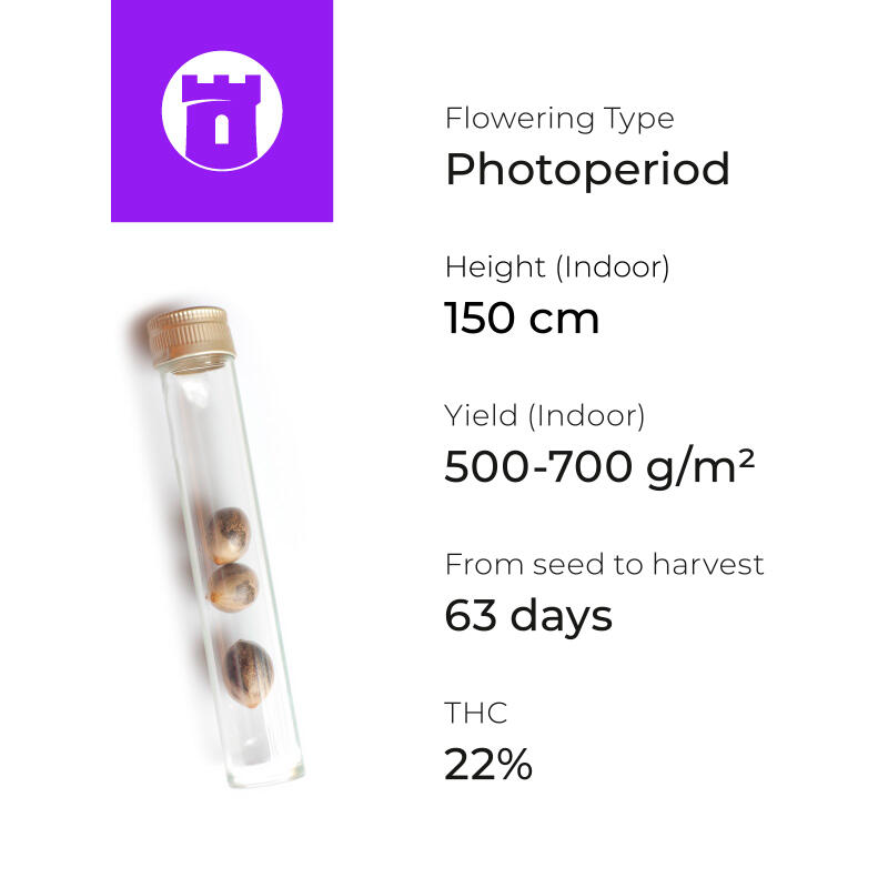 Zkittlez мощность и урожайность