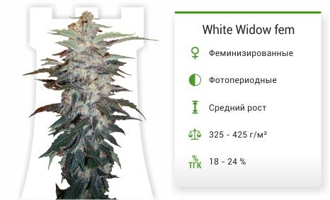 White Widow fem (Nirvana Seeds)