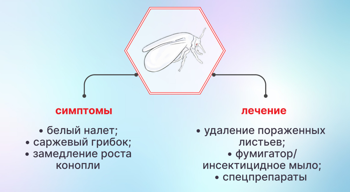 Белокрылка на конопле