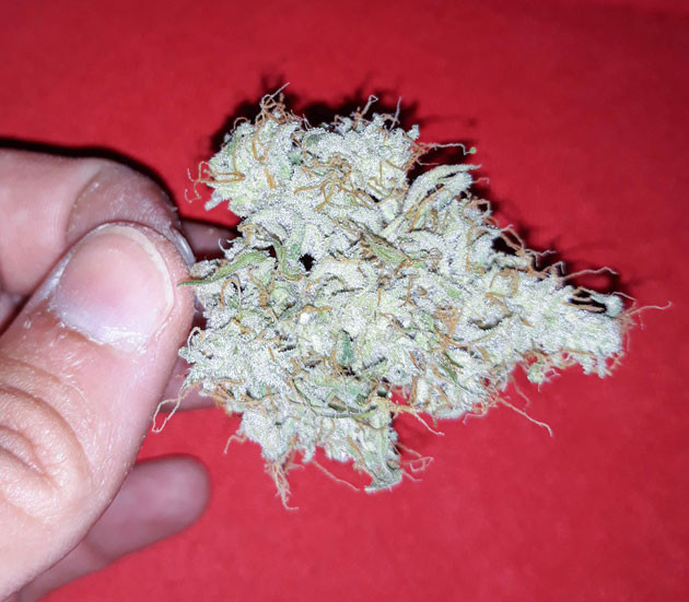 Соцветие Orange Sherbet Auto