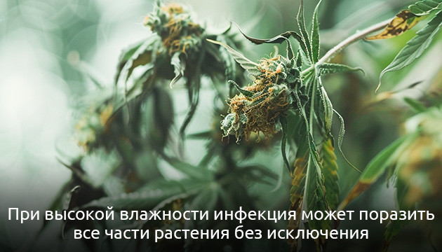 Плесень на конопле