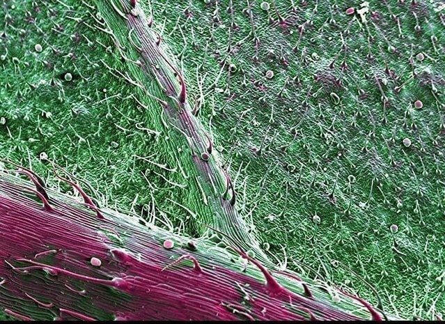 Центральная прожилка листа