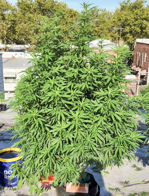 Ожог листьев конопли от солнца