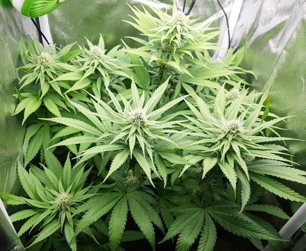 Куст при стрессе