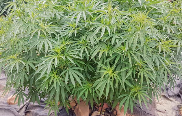 Куст Runtz Muffin от Barney's Farm ростом 140 см