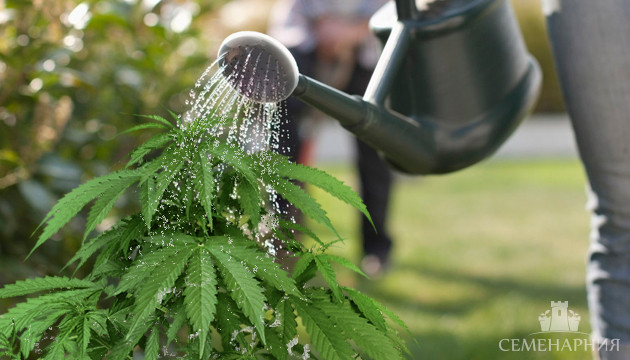 Полив конопли в аутдоре