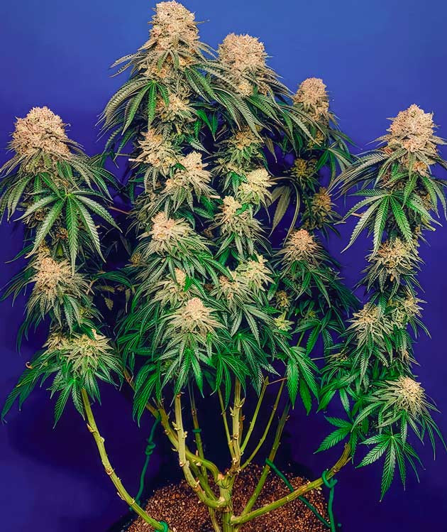 Куст DDoS #33 от Herbies Seeds на последней неделе выращивания