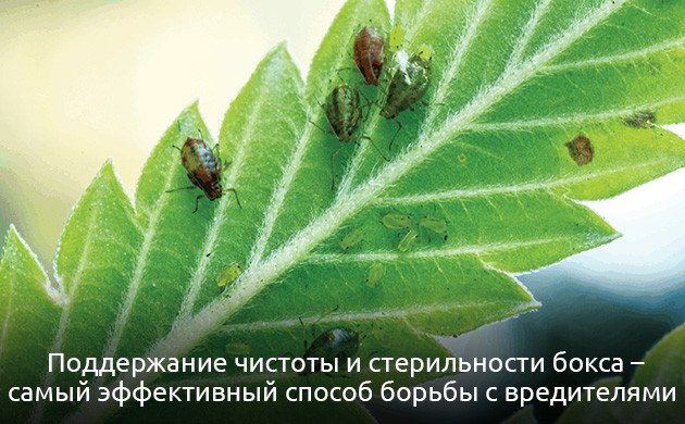 Стерильность бокса — эффективный способ борьбы с вредителями