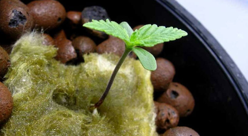 Росток в гидропонной установке