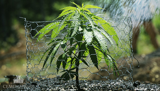 Каннабис в открытом грунте