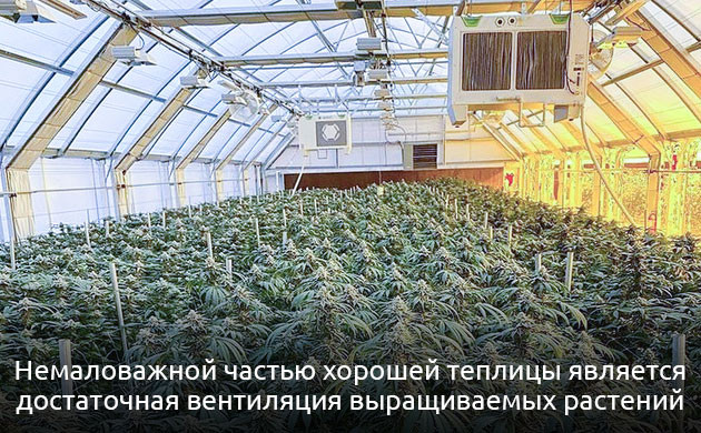 Обустройство теплицы для каннабиса
