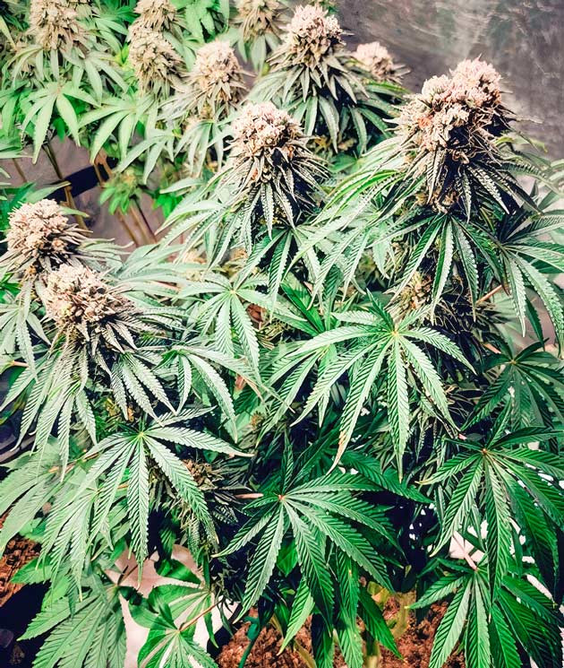 Куст DDoS #33 от Herbies Seeds на 13 неделе