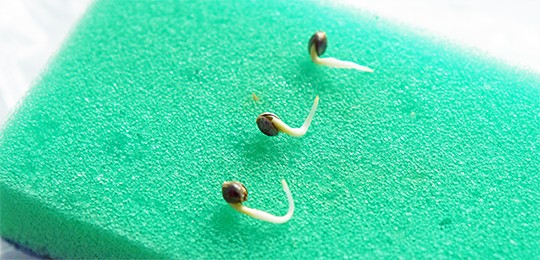 Пророщенные семена конопли методом Санчеса