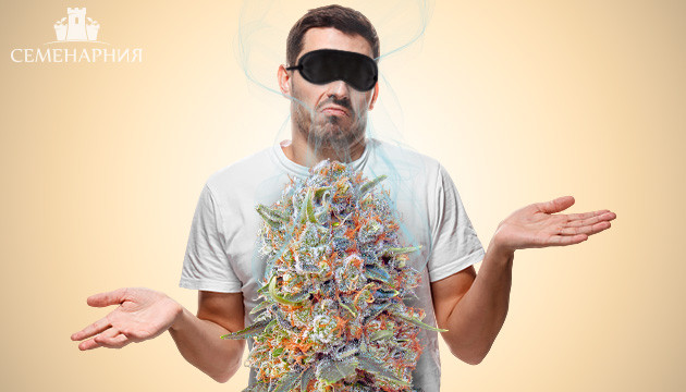 Сорта конопли без запаха