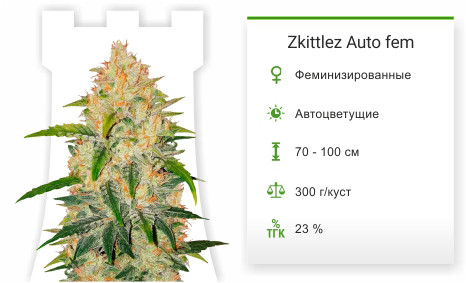 Zkittlez Auto от FastBuds