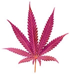 фиолетовый каннабис