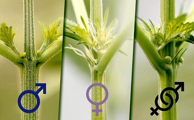 Определение пола во время предцвета