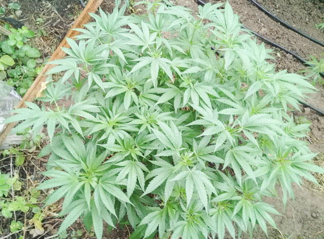 Куст Golosa на 12 неделе выращивания