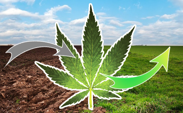 Конопля в агрономии