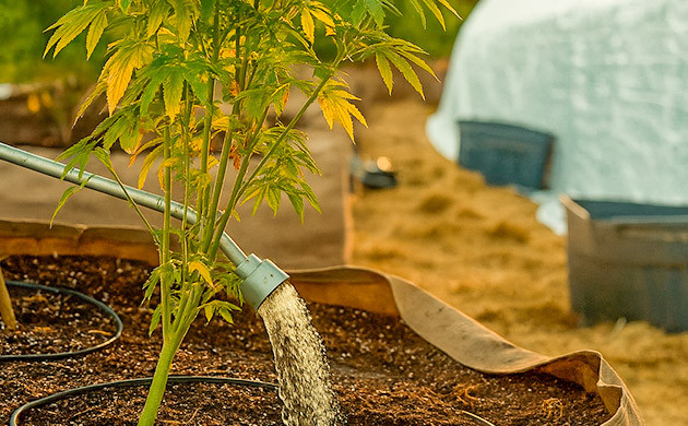 Промывка каннабиса перед харвестом