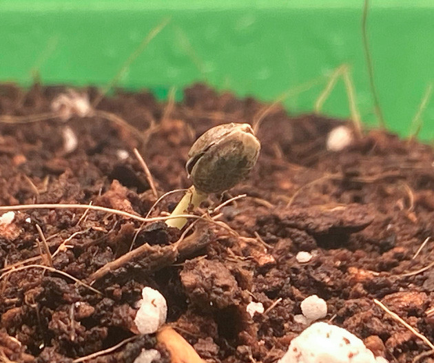 Росток Chemical Bride от Green House Seeds на 1 неделе