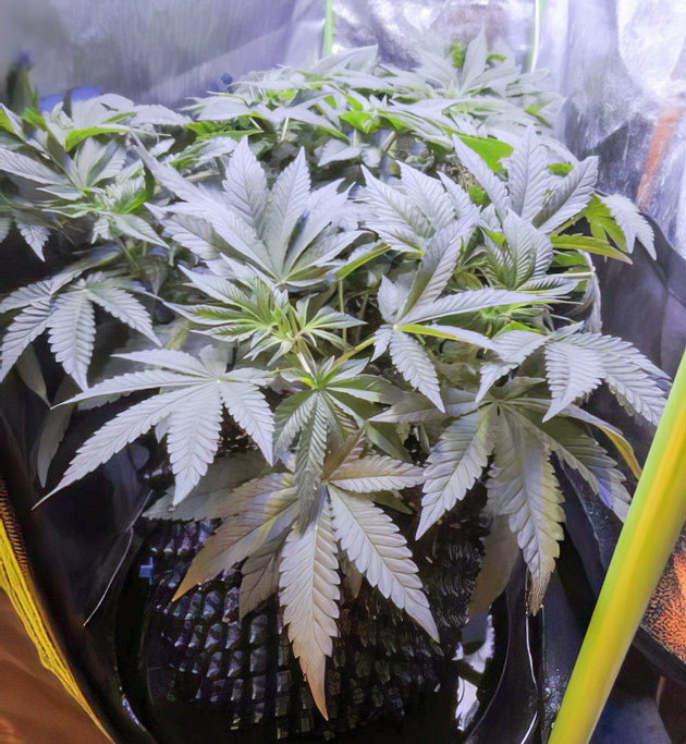 Куст на 7 неделе выращивания