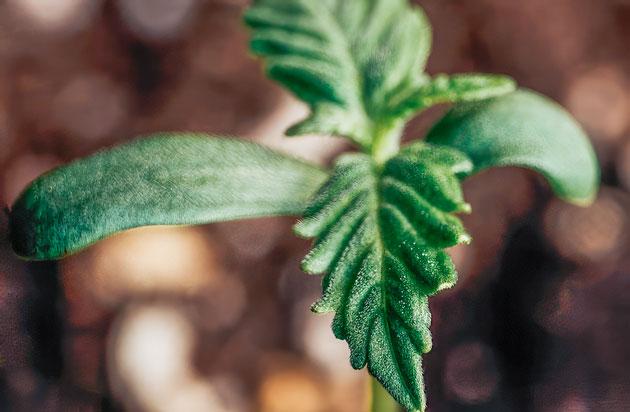 Росток Lemon AK Auto от FastBuds