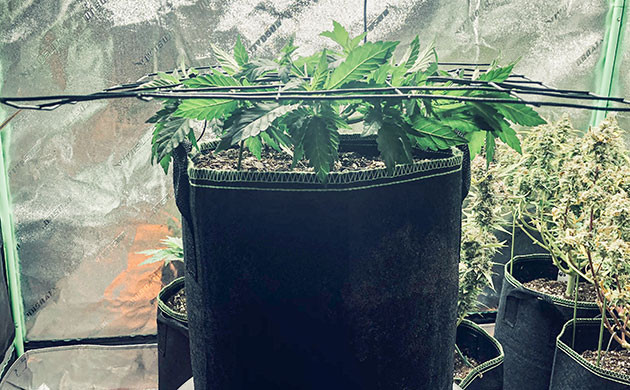 Куст под экраном