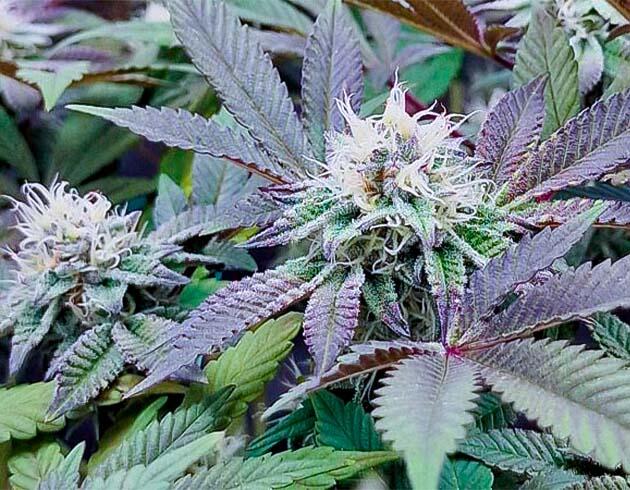 Кусты Poddy Mouth на фазе цветения