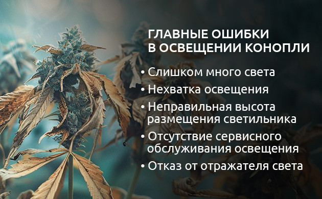 Главные ошибки в освещении конопли