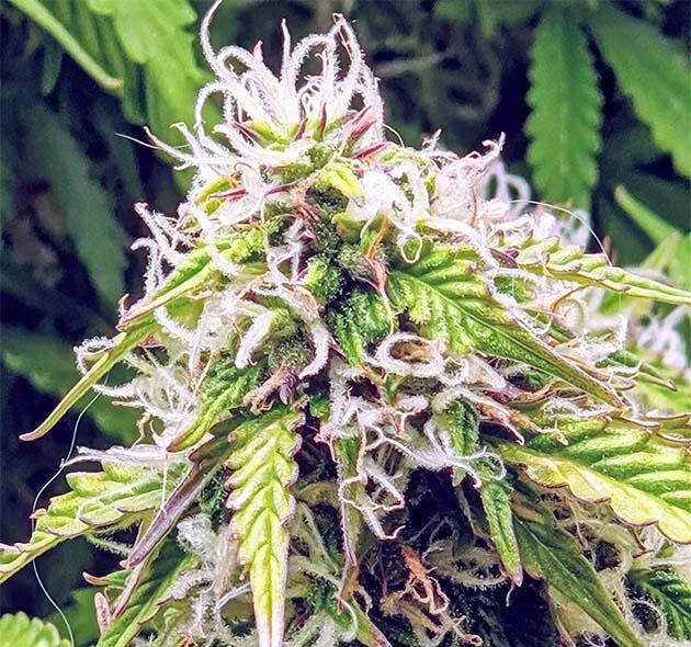 Куст Gorilla Glue Auto от FastBuds на стадии цветения