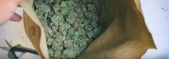 Как ферментировать соцветия конопли