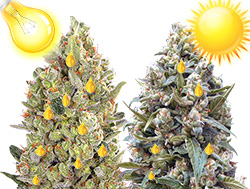 В индоре смолы больше чем в аутдоре