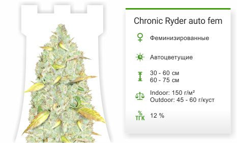 Chronic Ryder Auto fem от Doctor`s Choice