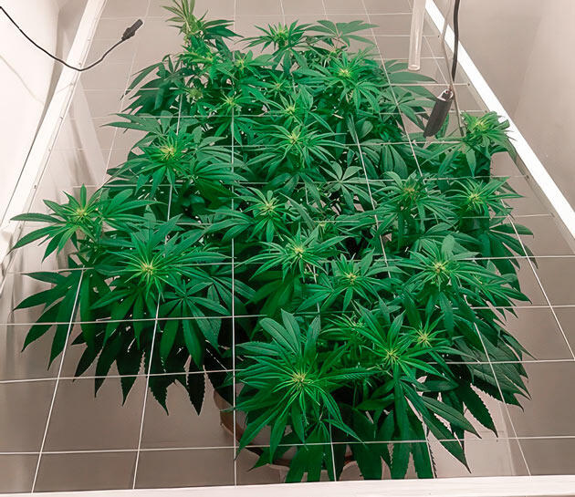 Куст Glue Sherbet на фазе цветения