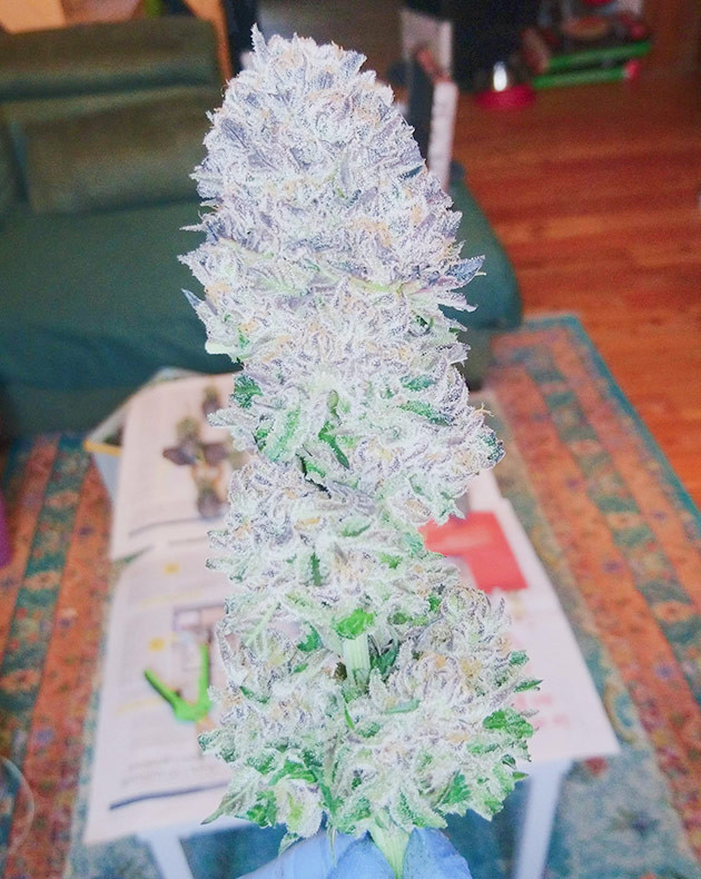 Созревшее соцветие конопли