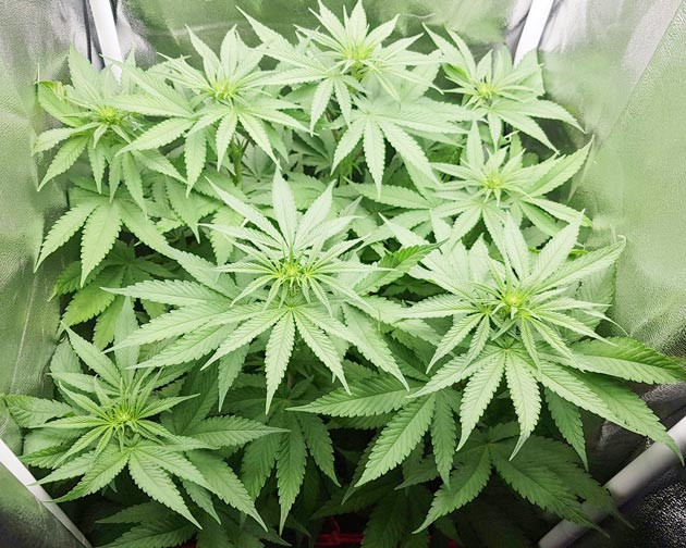 Куст на стадии предцвета