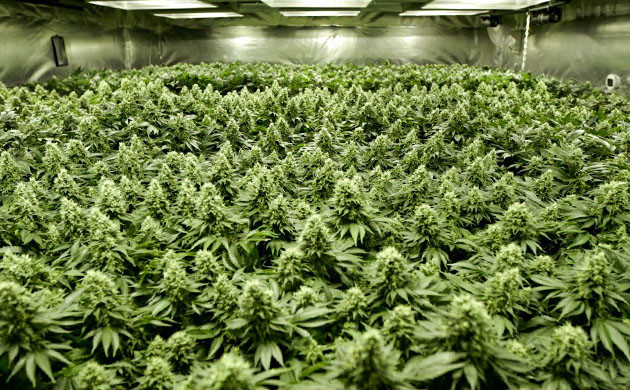 Одновременное выращивание большого количества кустов