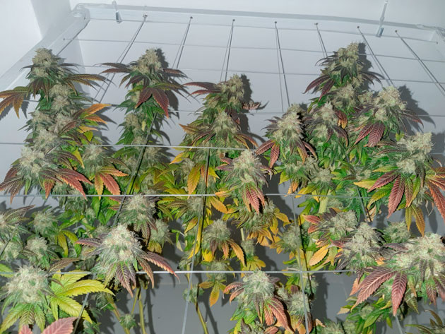 Куст Blackberry Moonrocks на 131 день