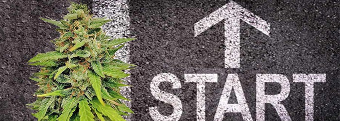 5 сортов Сативы для начинающих гроверов