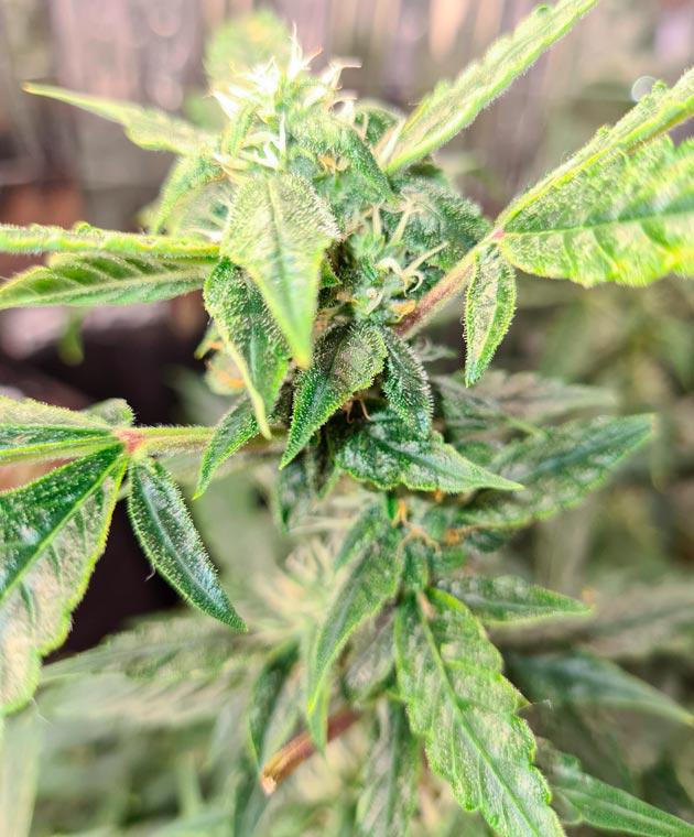 Куст Auto Orange Bud от Dutch Passion на 11 неделе