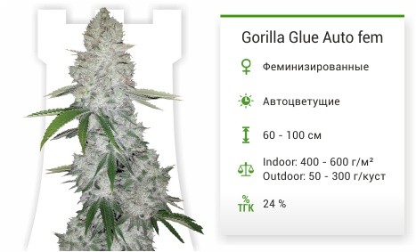 Gorilla Glue Auto fem FastBuds
