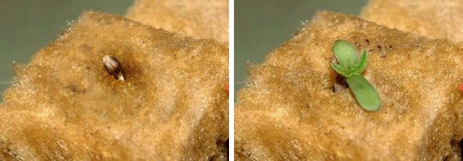 Как прорастить семя в минеральной вате