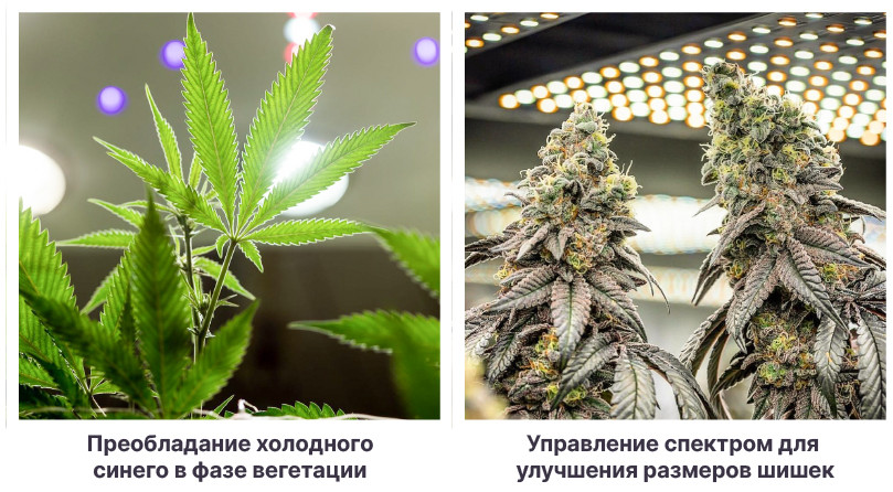 Влияние спектров на уровень ТГК