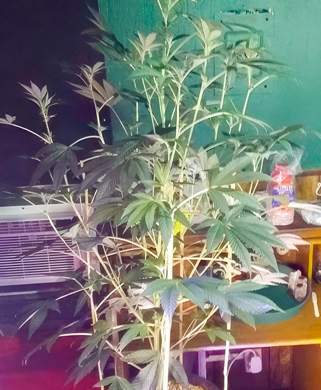 Кусты Vanilla Frosting на 11 неделе выращивания