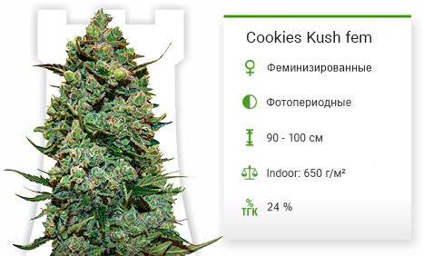Cookies Kush от Barney's Farm
