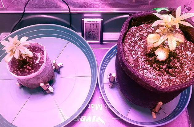 Растишки Vanilla Frosting на 5 неделе выращивания