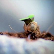 Нерегулярная всхожесть