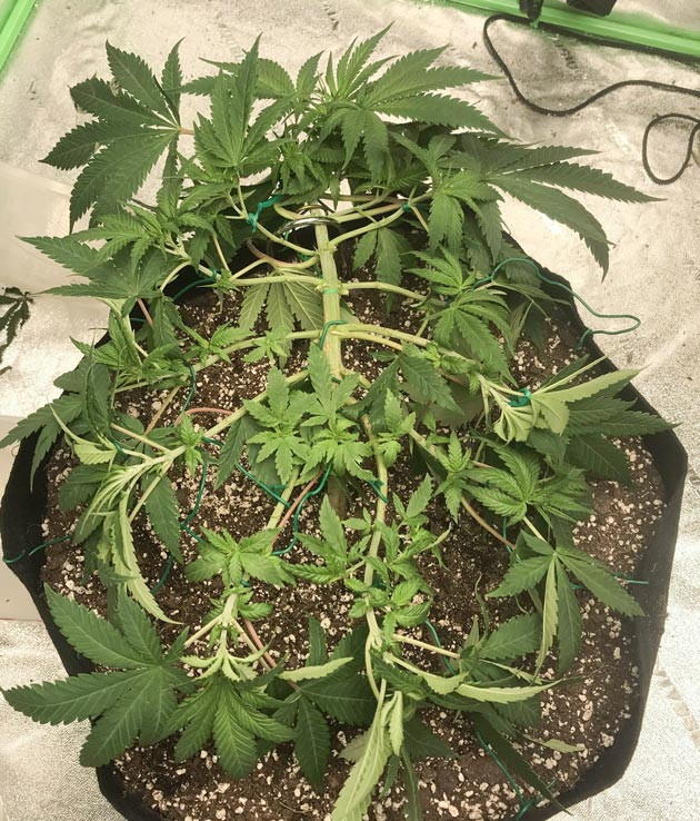 Куст после дефолиации